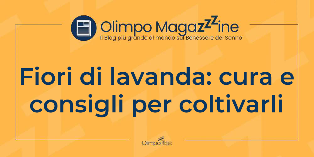 Fiori di lavanda: cura e consigli per coltivarli
